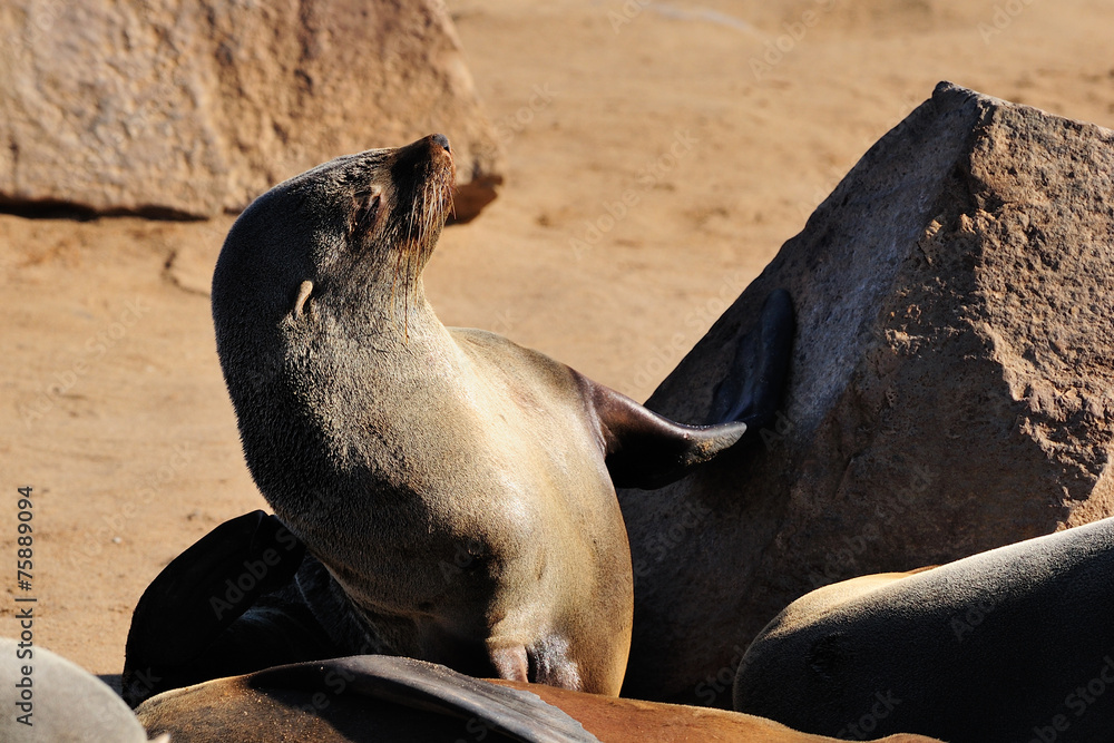 Obraz premium Cape fur seal