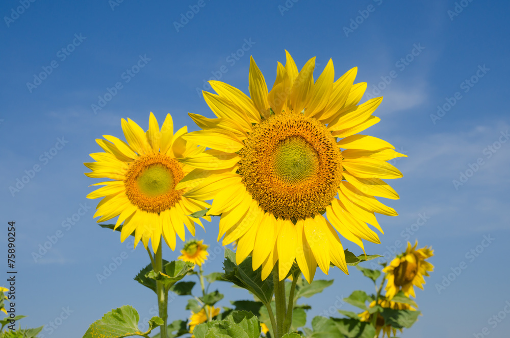 Close-up of sunflowers against a blue sky on field