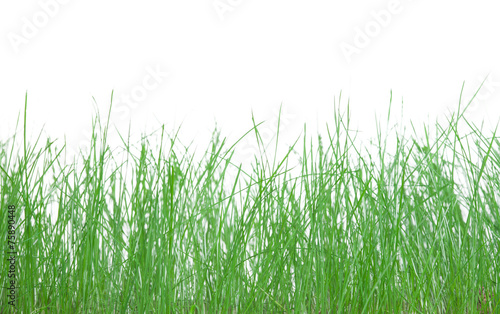 The green grass.