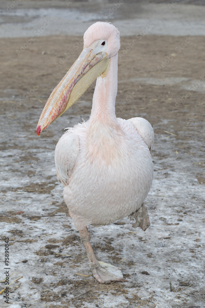 Freezing cold white pelican