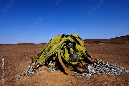 Welwitschia mirabilis
