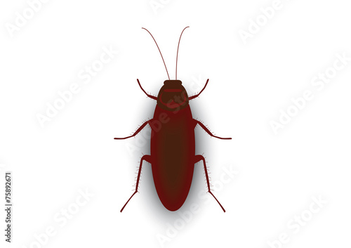Cockroach