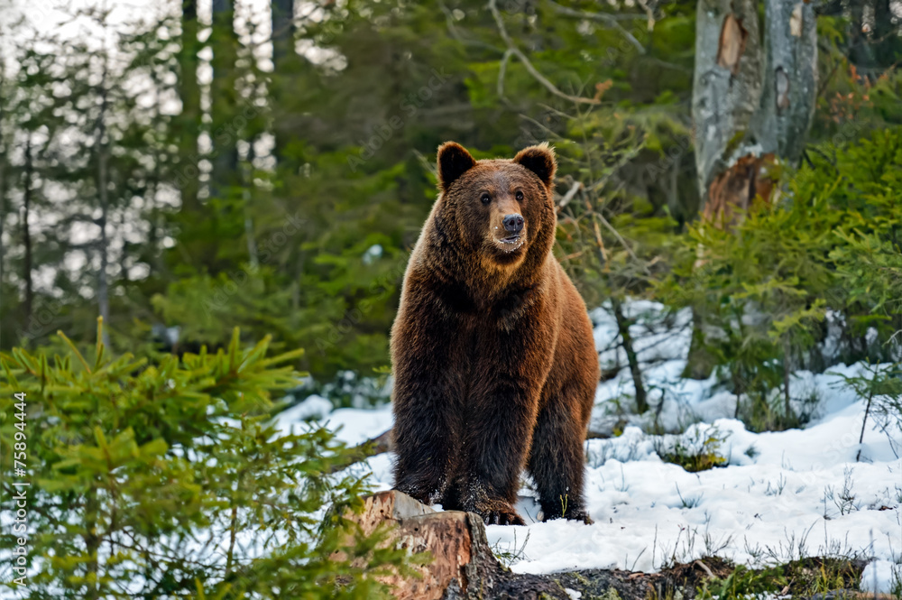 Fototapeta premium Brown bear in the woods in winter