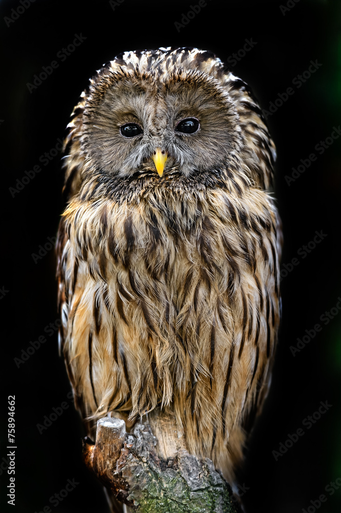 Fototapeta premium two-tailed owl