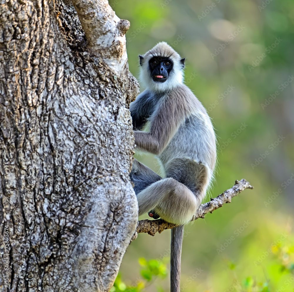 Obraz premium Monkey