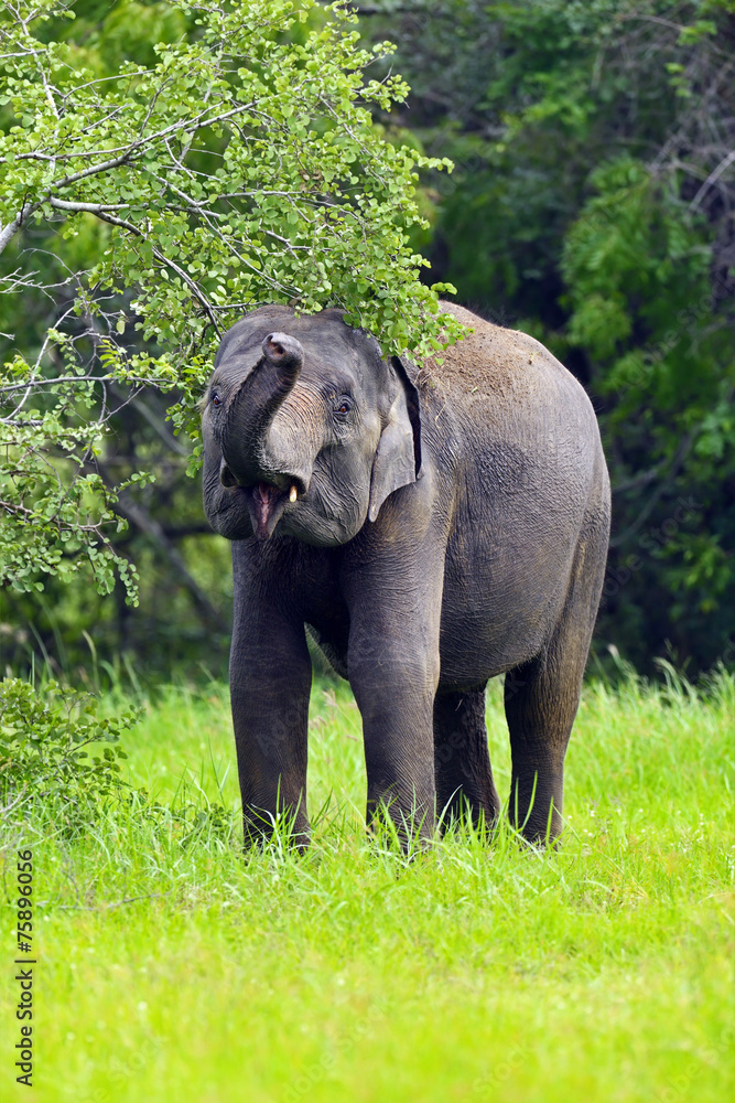 Fototapeta premium Elephant