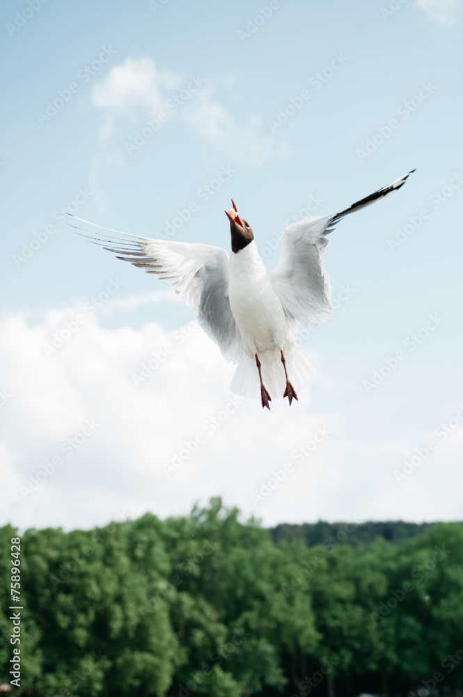 Obraz premium Seagull