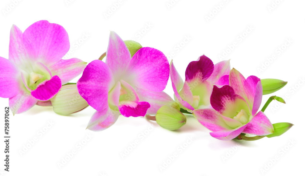 Cymbidium Cymbidium