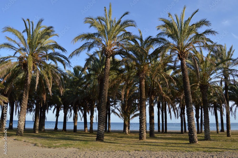 Torremolinos, playa, palmeras, Málaga, Andalucía