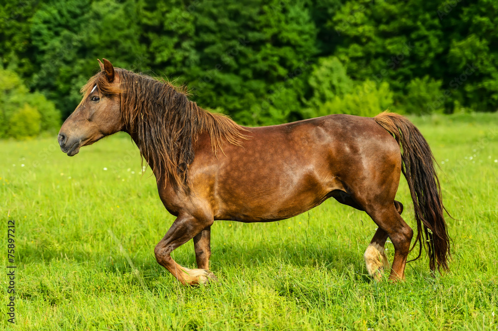 Fototapeta premium Horse