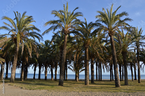 Torremolinos, playa, palmeras, Málaga, Andalucía