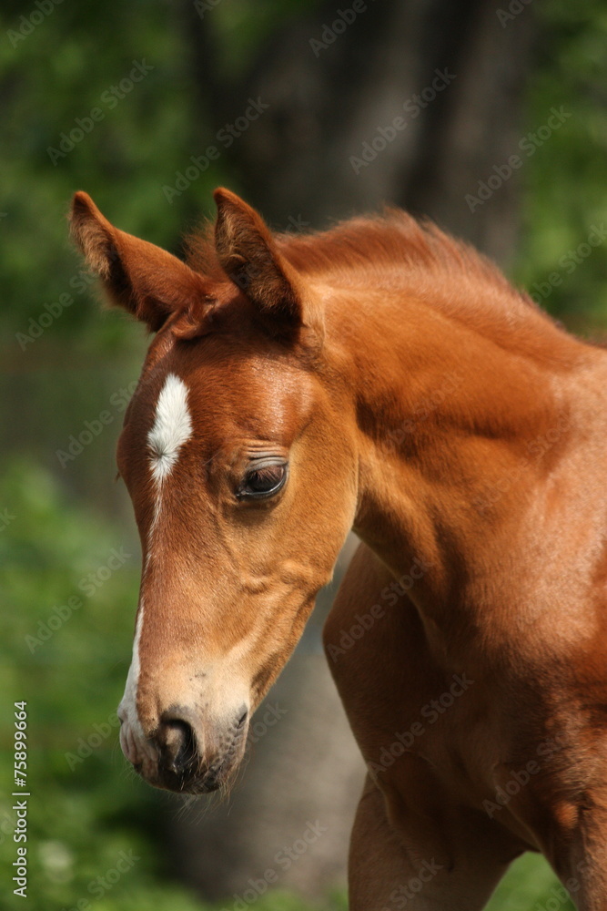 Chestnut cute horse foal portrait in summer Chestnut cute horse foal portrait in summer