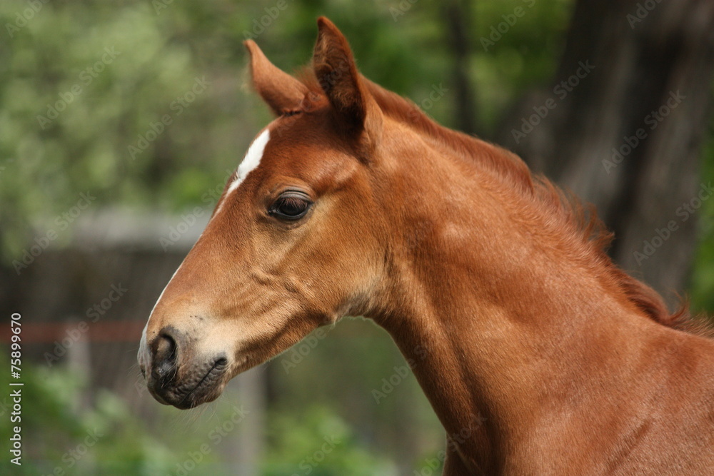 Chestnut cute horse foal portrait in summer Chestnut cute horse foal portrait in summer
