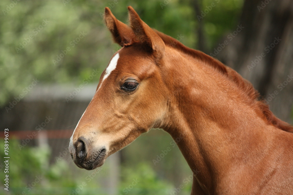 Chestnut cute horse foal portrait in summer