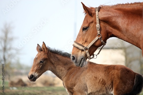 Fotografi Brown cute foal portrait with his mother