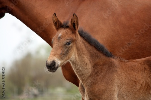 Brown cute foal portrait with his mother
