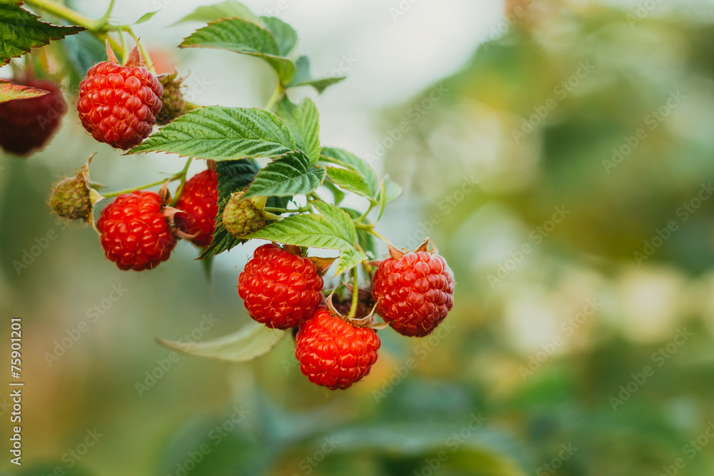 Raspberry. Raspberries. Growing Organic Berries. Toned Instant Raspberry. Raspberries. Growing Organic Berries. Toned Instant