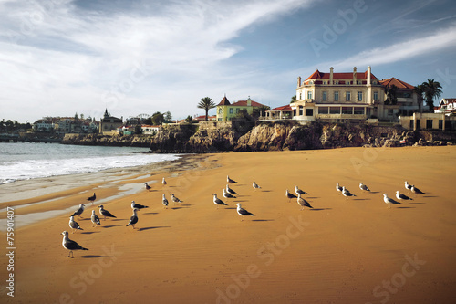 Cascais Seaguls photo