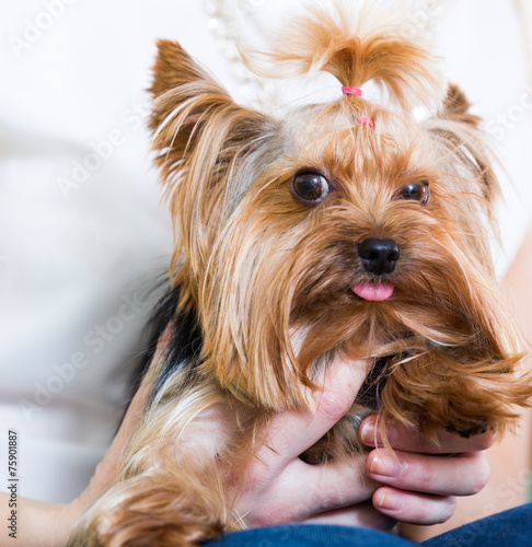  Funny Yorkshire Terrier on owner's hands