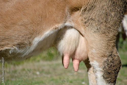 Fotografie cow