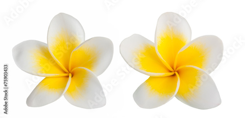 Fototapeta Naklejka Na Ścianę i Meble -  Frangipani