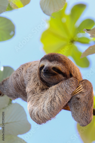 Canvas Print Sloth