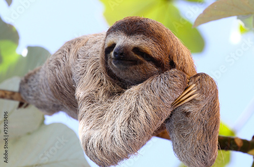 Photo Sloth