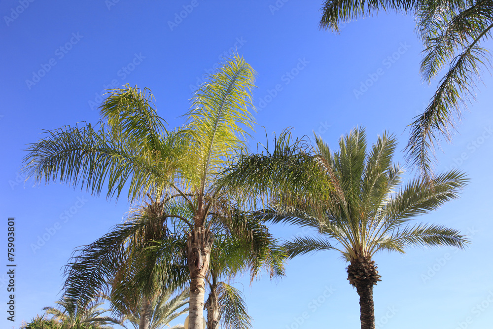 Palm trees silhouetted against a mediterranean blue sky