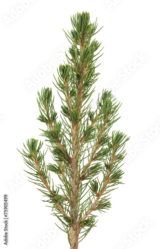 Picea