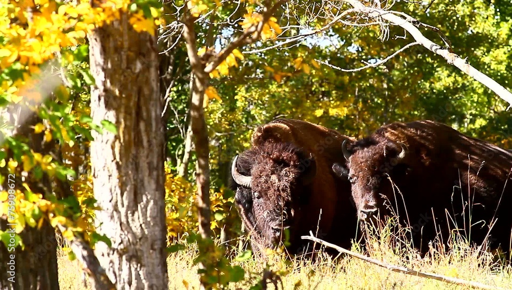 wild bison in the wild, nature series wild bison in the wild, nature series