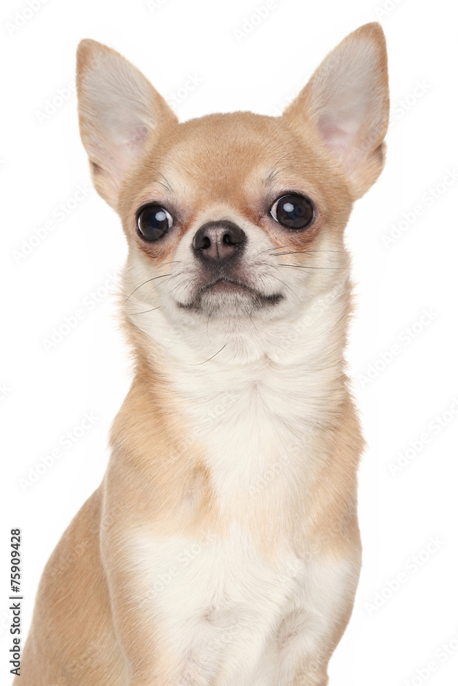 Chihuahua on white background