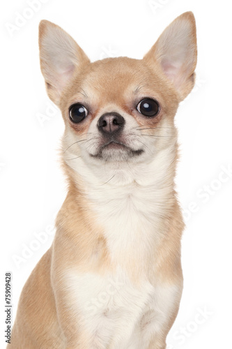 Fototapeta Naklejka Na Ścianę i Meble -  Chihuahua on white background