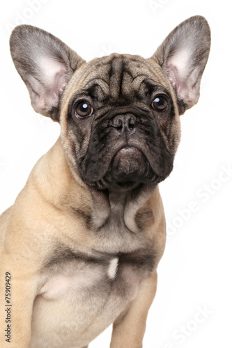 French bulldog puppy © jagodka