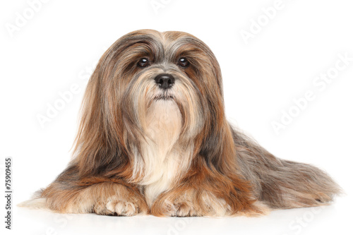 Vászonkép Lhasa Apso on a white background