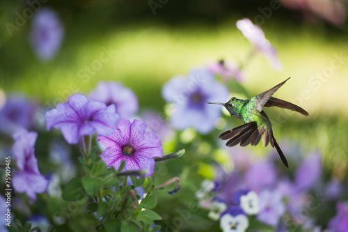 Photography Male Cuban emerald hummingbird(Chlorostilbon ricordii) hovering