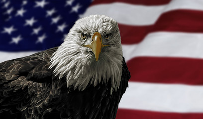 American Bald Eagle on Flag