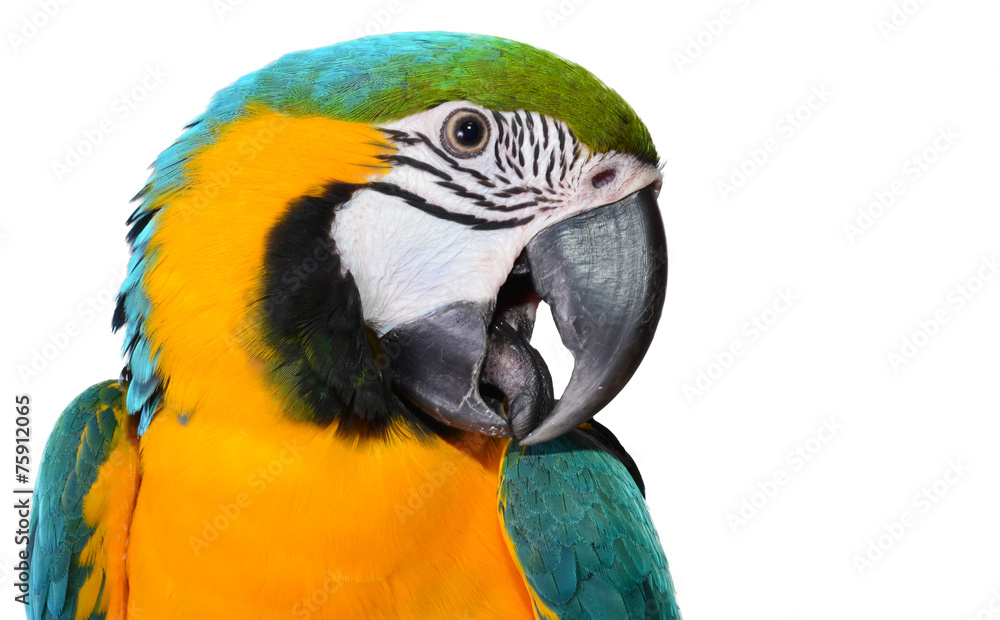 Macaw Parrot