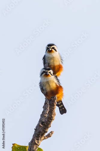 Couple of Collared Falconet (Microhierax caerulescens)  photo
