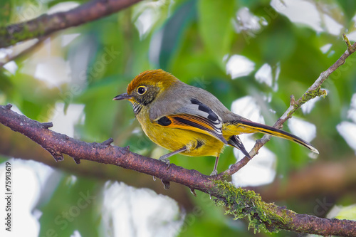 Chestnut-tailed minla(Minla strigula) photo