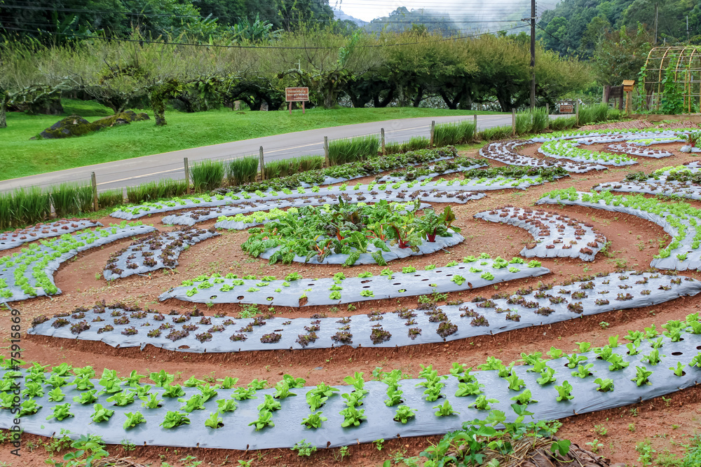 Vegetable garden