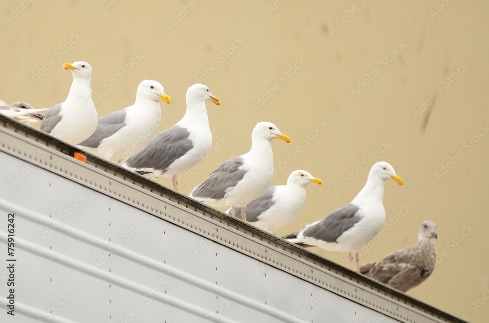 Fototapeta premium Sea Gulls
