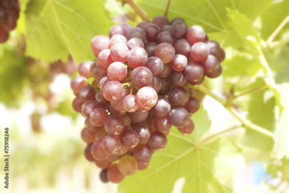 Grape vines in a vineyard