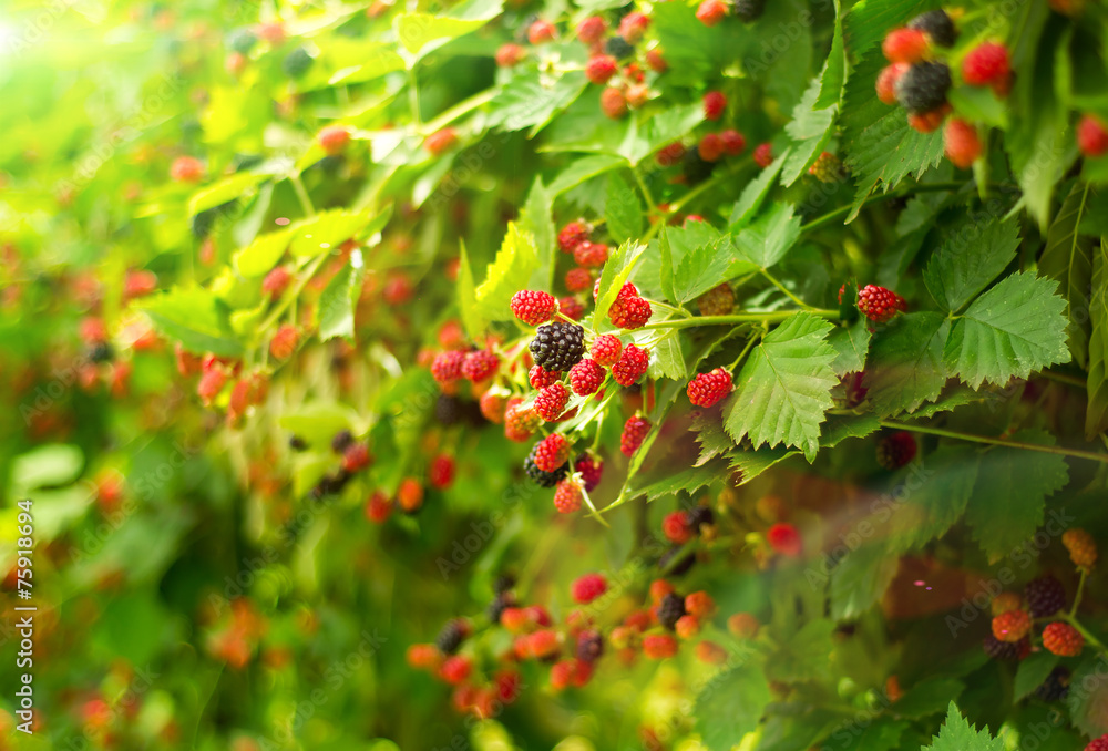 Boysenberry bush in summer day Boysenberry bush in summer day