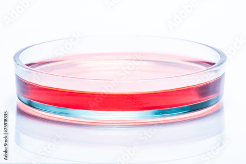 Glass Petri dish with red liquid