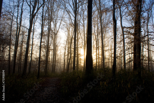 Foggy Path © crystalseye