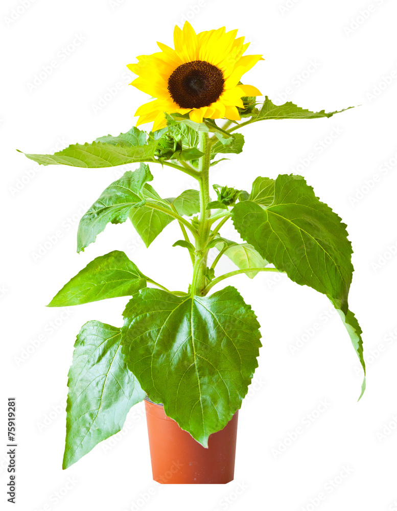 Naklejka premium Sunflower isolated on white
