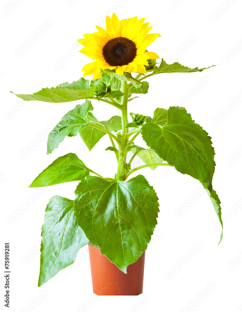 Fototapeta premium Sunflower isolated on white