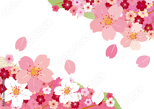 桜桜_ピンクベタ_白