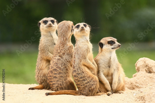 Group of meerkats on the green background