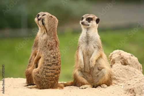 Photos A fifth wheel in the  meerkats community